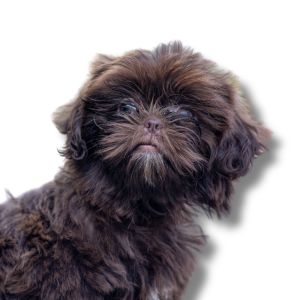 shih poo puppy