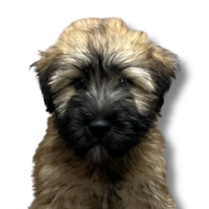 soft coated wheaten puppy